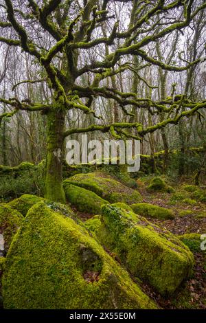 Arbres couverts de mousse et rochers dans le parc national de Dartmoor, Devon, Angleterre. Hiver (février) 2024. Banque D'Images