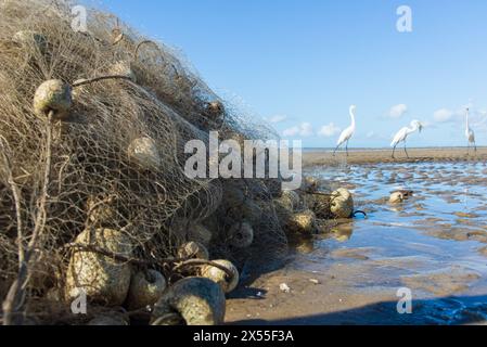 Hérons sur le bord d'une plage à la recherche de nourriture. Seabird. Animaux sauvages. Banque D'Images