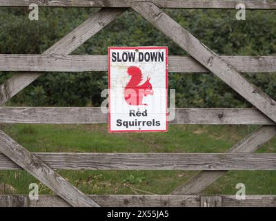 RALENTISSEZ LE panneau d'avertissement des écureuils rouges, Cumbria, Angleterre Banque D'Images