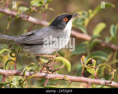 Paruline sarde mâle (Curruca melanocephala) transportant de la nourriture, Paphos, Chypre Banque D'Images