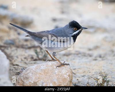 Paruline de Rüppell mâle (Curruca ruppeli), Paphos, Chypre Banque D'Images