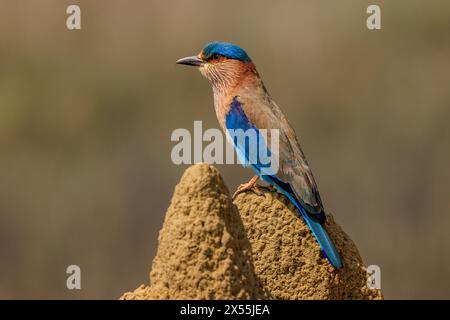 oiseau de rouleau indien avec des nuances vives de côté bleu sur la vue perchée sur le monticule avec un fond flou grisâtre Banque D'Images