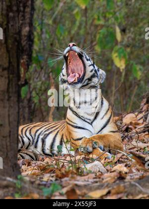 un tigre dans la nature est couché sur la face du sol de la forêt sur la tête en arrière et la bouche grande ouverte dans un grand bâillement montrant des dents acérées Banque D'Images