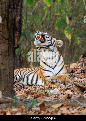 un tigre dans la nature est couché sur la face du sol de la forêt sur la tête en arrière et la bouche grande ouverte dans un grand bâillement montrant des dents acérées Banque D'Images