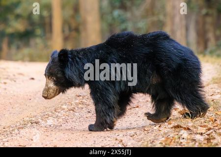 ours paresseux mâle adulte avec une fourrure grise noire dans la vue latérale complète ambule à travers un chemin rocheux dans le parc national kanha inde Banque D'Images