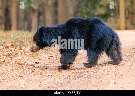 ours paresseux mâle adulte avec une fourrure grise noire dans la vue latérale complète ambule à travers un chemin rocheux dans le parc national kanha inde Banque D'Images