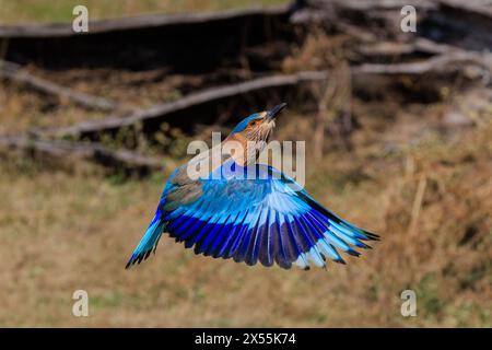 rouleau indien oiseau de couleur vive avec une bande bleu foncé en vol volant vers le haut montrant le dessus des ailes Banque D'Images