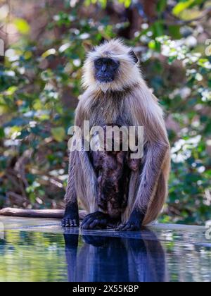 deux langurs gris mère et bébé perchés au bord de la piscine à débordement dans le camp jamtara bébé est debout debout sur les mères pieds vue avant Banque D'Images