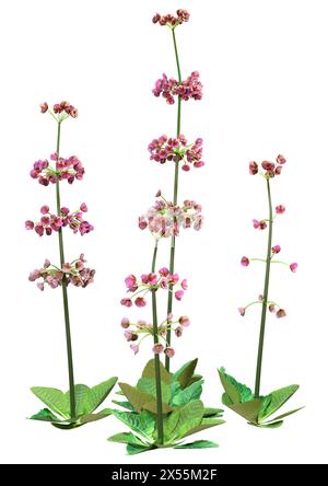 Rendu 3D de plantes en fleurs candélabres primula roses isolées sur fond blanc Banque D'Images