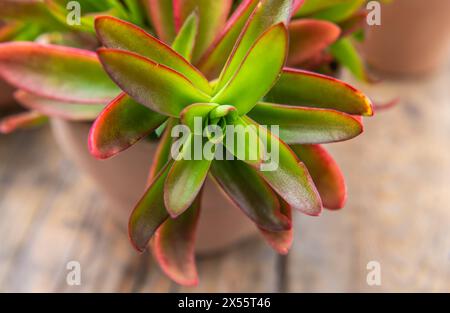 Portrait d'une usine de feu de camp Crassula Capitella. Plante succulente. Mise au point sélective Banque D'Images