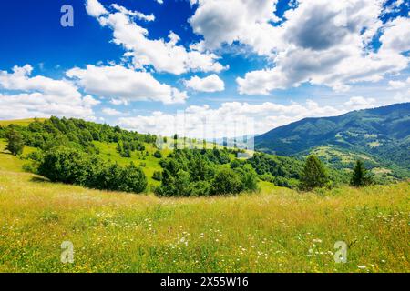 campagne des carpates avec prairies herbeuses. beau paysage vallonné avec des collines boisées en été. paysage avec vue imprenable sous un s étonnant Banque D'Images