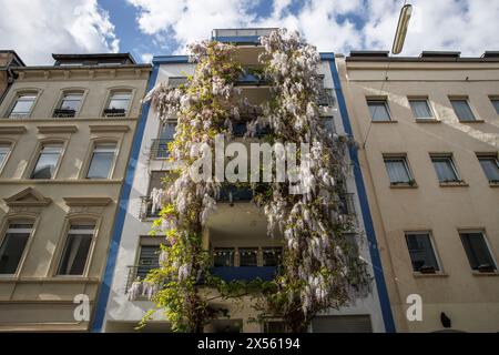 Floraison de wisteria (Wisteria lat.) sur une façade de la rue Gereonswall, Cologne, Allemagne. Bluehende Glyzinie (lat. Wisteria) an einer Fassade am Gereonsw Banque D'Images