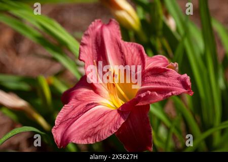 Fleur de Lily Fresh Day, dans un jardin de fleurs, couleur rose foncé, fond doux Banque D'Images