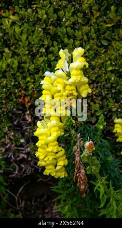 Antirrhinum majus, le snapdragon commun, fleur de dragon, fleur de chien, ou toadflax, belles fleurs jaunes Banque D'Images