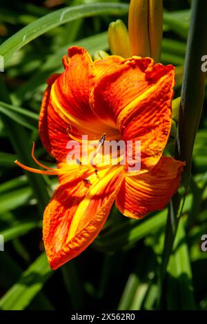 Fleur de Lily Fresh Day, dans un jardin de fleurs, couleur orange foncé et jaune, fond doux Banque D'Images