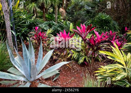 Jardin paysager de Floride avec une variété de plantes tropicales. Banque D'Images