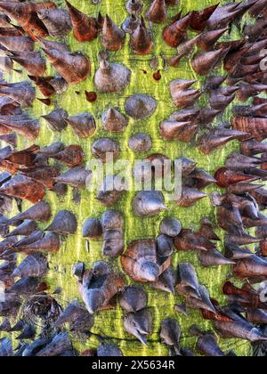 Écorce épaisse de Ceiba speciosa, l'arbre à soie ou arbre à soie, également connu sous le nom de palo borracho, árbol del puente, samu'ũ, paineira, ou toborochi Banque D'Images
