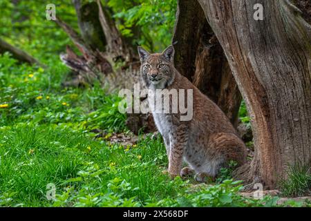 Lynx eurasien (Lynx lynx) assis à côté du tronc d'arbre tombé montrant des couleurs de camouflage dans la forêt / bois Banque D'Images