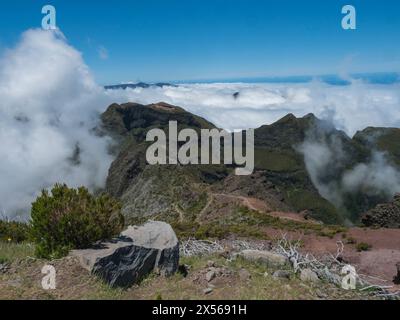 Vue sur les montagnes verdoyantes couvertes de bruyère, de fleurs et d'arbres blancs secs dans les nuages brumeux. Sentier de randonnée PR1.2 de Achada do Teixeira à Pico Ruivo, Banque D'Images