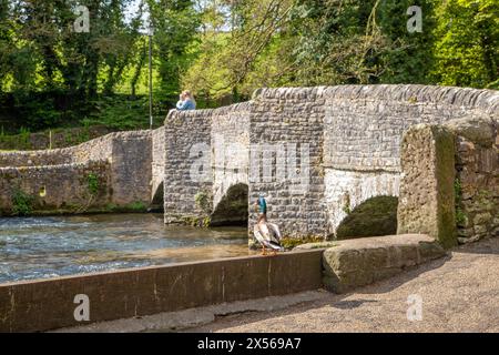 La passerelle médiévale en pierre de sheepwash sur la rivière Wye dans le village d'Ashford dans le Derbyshire Peak District dans l'eau Angleterre Banque D'Images