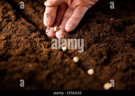 planter à la main des graines de pois dans le sol. potager, agriculture Banque D'Images