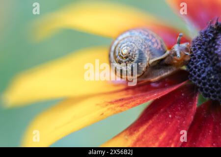 Refuge serein d'un escargot en coquille spirale sur fleur de rudbeckia orange vif. Flou, mise au point sélective, flou. Macro, gros plan. Placer pour le texte, copier l'espace. Banque D'Images