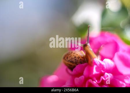 Escargot sur fleur de pivoine. Macrophoto en flou, flou, flou artistique, maculage. espace de copie, espace texte, modèle, mise en page. Banque D'Images