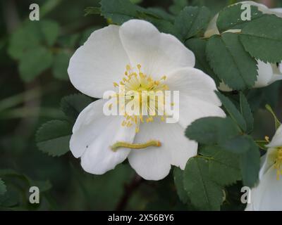 Les fleurs blanches du burnet rose Rosa spinosissima à la lisière d'une forêt près de Margetshöchheim en basse-Franconie Banque D'Images