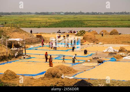 Travailleur rural de pepoles séchant le riz sur le champ, les agriculteurs séchent le riz paddy dans bngladesh.April 21, 2024, Banque D'Images