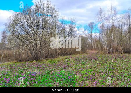 Paysage printanier pittoresque dans une bosquet de bouleaux avec un tapis coloré de fleurs sauvages : anémones blanches, fleurs violettes d'érythronium sibiricum, bleu Pulmonaria Banque D'Images