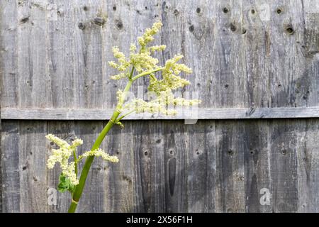 Plante de rhubarbe 'Victoria', Rheum × hybridum, qu'on a autorisée à semer et à produire des fleurs. Banque D'Images