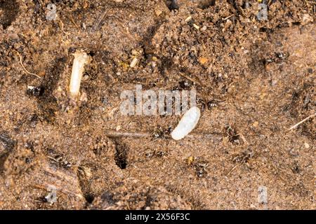 Fourmis noires de jardin, Lasius Niger, déplaçant leurs larves après avoir été perturbées vers une colonie dans un bac à compost de jardin. Banque D'Images