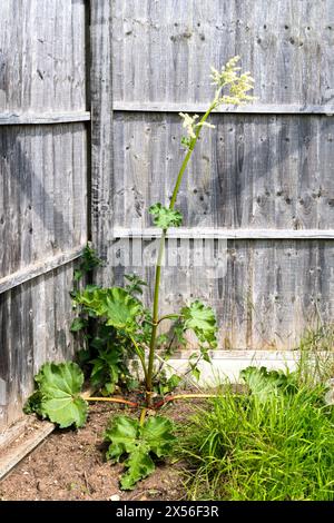 Plante de rhubarbe 'Victoria', Rheum × hybridum, qu'on a autorisée à semer et à produire des fleurs. Banque D'Images