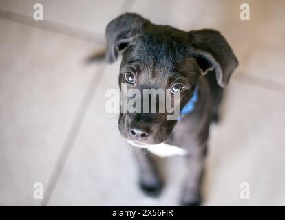 Un adorable chiot noir de race mixte regardant vers l'appareil photo Banque D'Images