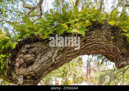 Membre de chêne vivant avec fougères de résurrection dans le centre-ville historique de Micanopy, Floride. (ÉTATS-UNIS) Banque D'Images