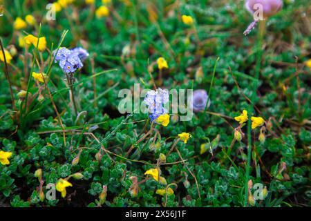 Petites fleurs jaunes alpines et oublie-Nots poussant dans la mousse. plantes naines de toundra. Gros plan floral. Matinée dans les Alpes. Flore de réserve naturelle. Écologie Banque D'Images