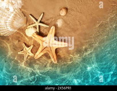 Les étoiles de mer et coquillage sur la plage d'été dans l'eau de mer. Arrière-plan de l'été. L'heure d'été. Banque D'Images