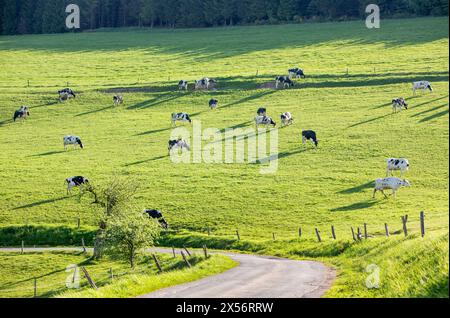 pré à flanc de colline rétroéclairé avec des vaches tachetées noires et blanches et des ombres dans le sauerland allemand au printemps Banque D'Images