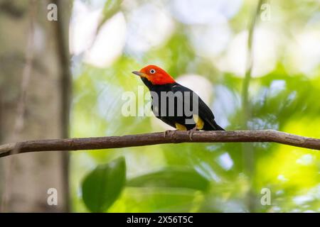 Manakin à capuchon rouge (Ceratopipra mentalis) mâle - la Laguna del Lagarto Eco-Lodge, Boca Tapada, Costa Rica Banque D'Images