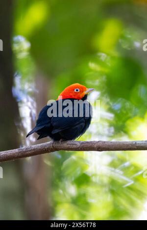 Manakin à capuchon rouge (Ceratopipra mentalis) mâle - la Laguna del Lagarto Eco-Lodge, Boca Tapada, Costa Rica Banque D'Images