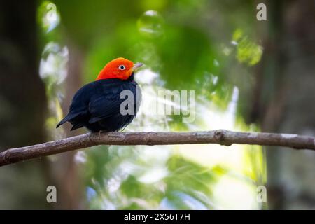 Manakin à capuchon rouge (Ceratopipra mentalis) mâle - la Laguna del Lagarto Eco-Lodge, Boca Tapada, Costa Rica Banque D'Images