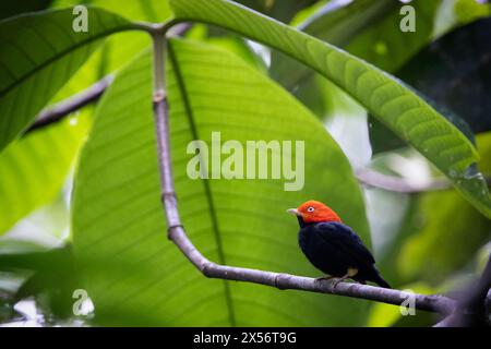 Manakin à capuchon rouge (Ceratopipra mentalis) mâle - la Laguna del Lagarto Eco-Lodge, Boca Tapada, Costa Rica Banque D'Images