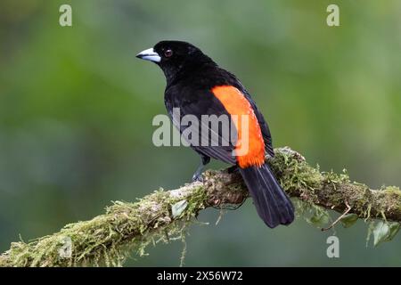 Tanager mâle (Ramphocelus passerinii) - Eco-Lodge la Laguna del Lagarto, Boca Tapada, Costa Rica Banque D'Images