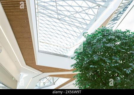 Le plafond du bâtiment est fait de poutres en bois et de verre transparent. Éclairage naturel d'un éco-bâtiment pour économiser l'énergie. L'arbre ficus géant de Benjamin en arrière-plan. Photo de haute qualité Banque D'Images