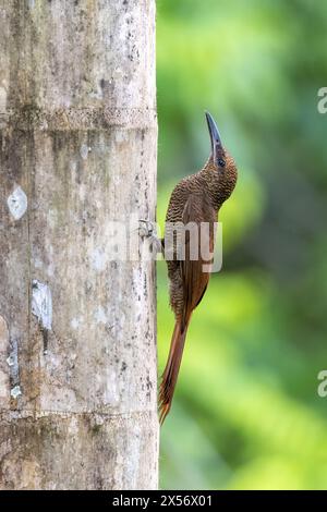 Bûcheron à barreaux nordiques (Dendrocolaptes sanctithomae) - la Laguna del Lagarto Eco-Lodge, Boca Tapada, Costa Rica Banque D'Images