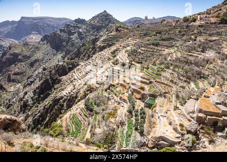 Champs agricoles en terrasse, Al Ain, Jebel Akhdar, Oman Banque D'Images