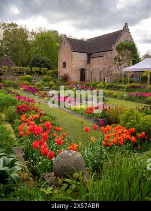 Chenies Manor Sunken Garden vers le Pavillon, ancien bâtiment de la pépinière à Tulip Time. Tulipes oranges, roses et violettes vibrantes dans le jardin en terrasses. Banque D'Images