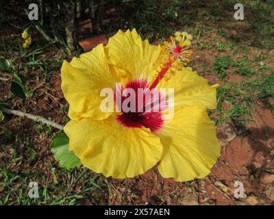 Fleur d'hibiscus, avec pétales jaunes, rouge dans le noyau, grand carpelle, plein de filets jaunes, formant l'étamine. Banque D'Images