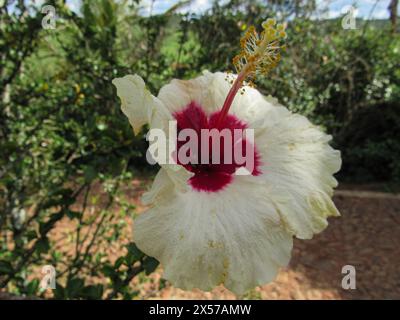 Fleur d'hibiscus, avec pétales blancs, rouge dans le noyau, grand carpelle, plein de filets jaunes, formant l'étamine. Banque D'Images