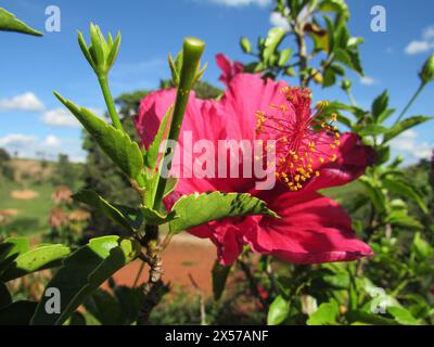 Fleur d'hibiscus, avec pétales rouges et noyau, grand carpelle, plein de filets jaunes, formant l'étamine. Banque D'Images